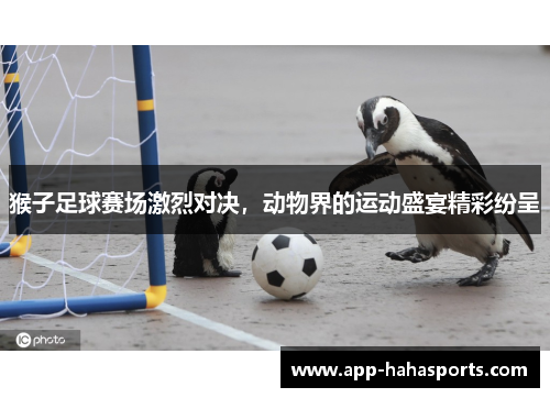 猴子足球赛场激烈对决，动物界的运动盛宴精彩纷呈